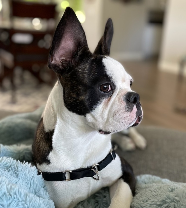 Oliver